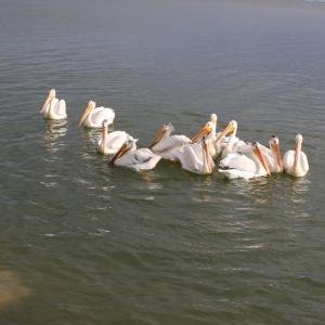 08d Pelicans