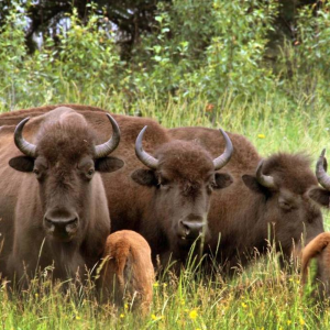 4 BR Sturgeon Bison