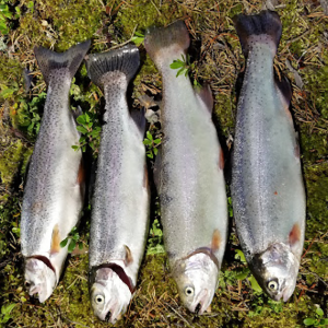 4 trout