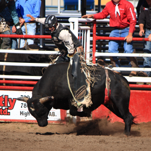 61c Rodeo Bull