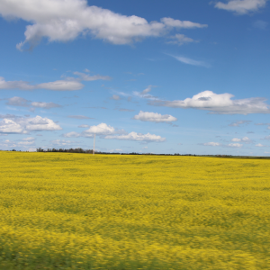 66f Canola