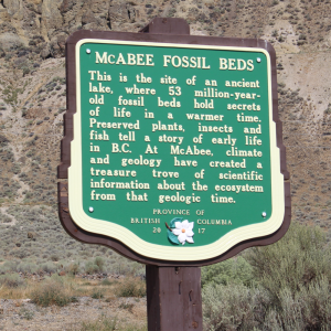 89f McAbee Fossil