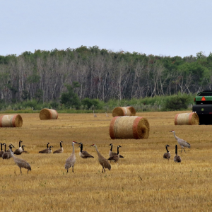 Geese-cranes