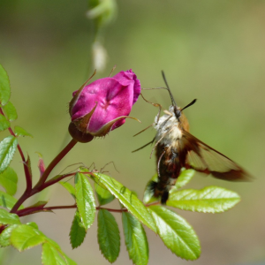 Hummingbird-Moth-w